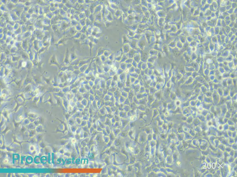 KYSE-180 Cell Complete Medium - 5