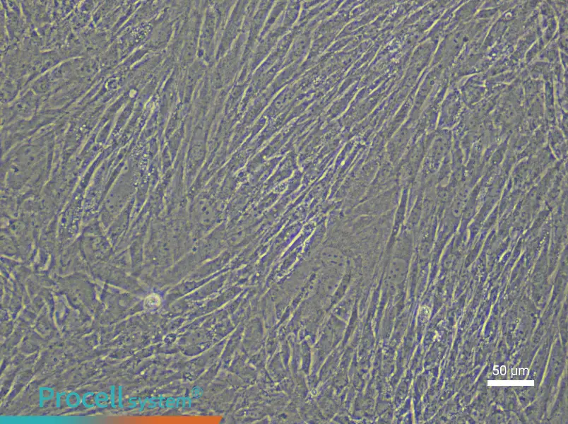 Rabbit Tendon Stem Cell Complete Medium - small - 5