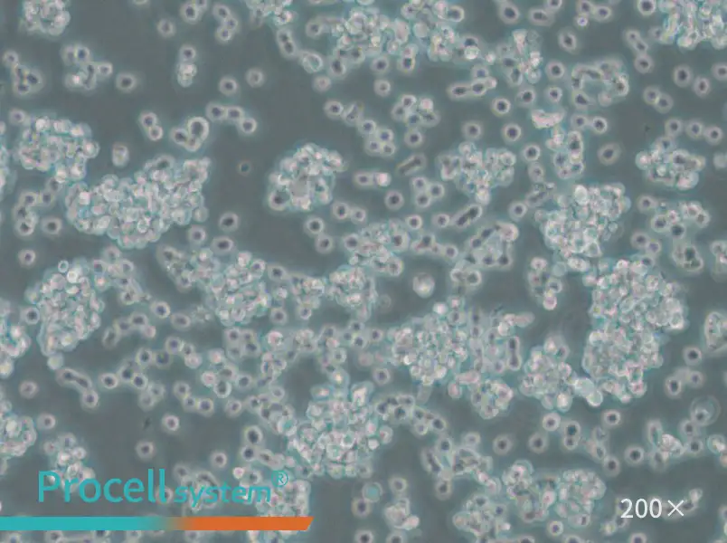 BC-3 Cell Complete Medium - small - 6