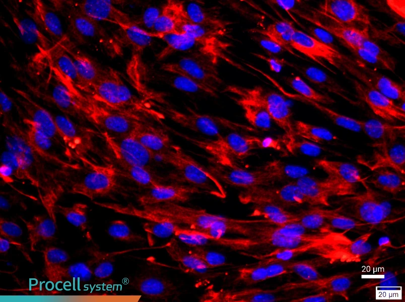 Mouse Embryonic FibroblastsMouse Embryonic Fibroblasts - 2