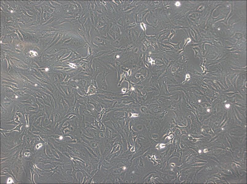 OK Cell Complete MediumOK Cell Complete Medium - 2