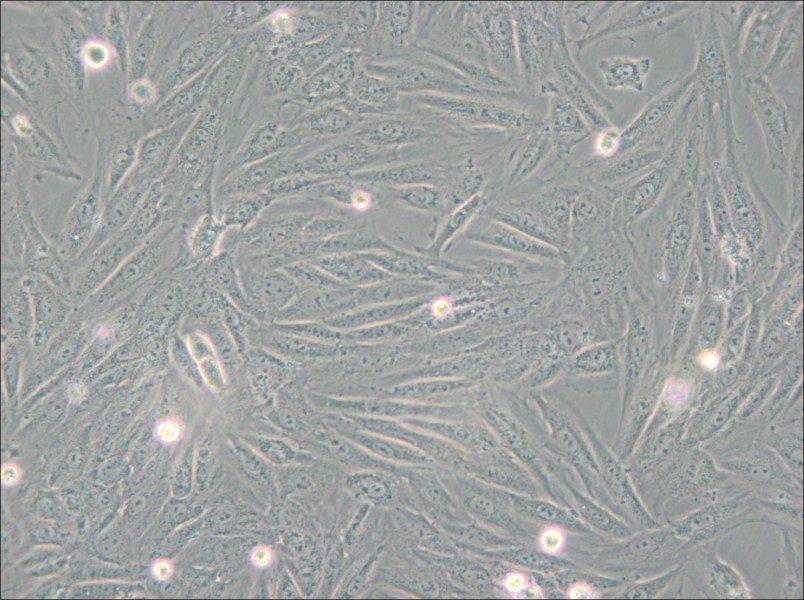 H9c2(2-1) Cell Complete Medium - small - 6