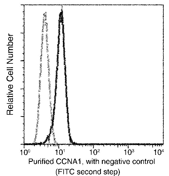 Cyclin A1/CCNA1 Monoclonal Antibody - small - 2
