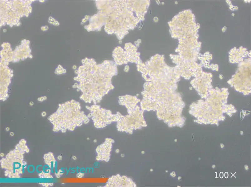 D341Med Cell Complete MediumD341Med Cell Complete Medium - 3