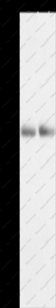 HDAC1 Polyclonal Antibody - 1