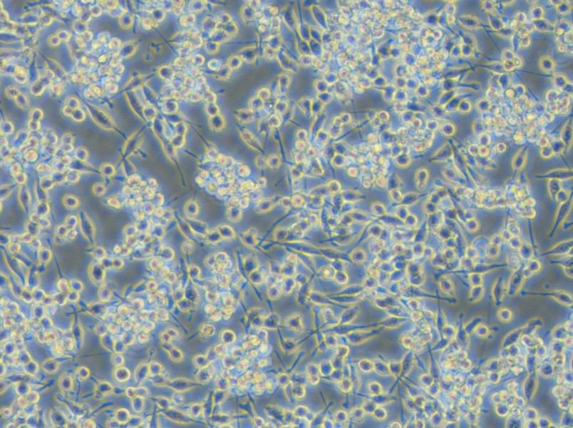 BV2-EGFP Cell Complete Medium - 4