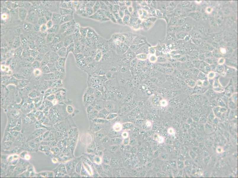 HEC-1-A Cell Complete Medium - small - 6