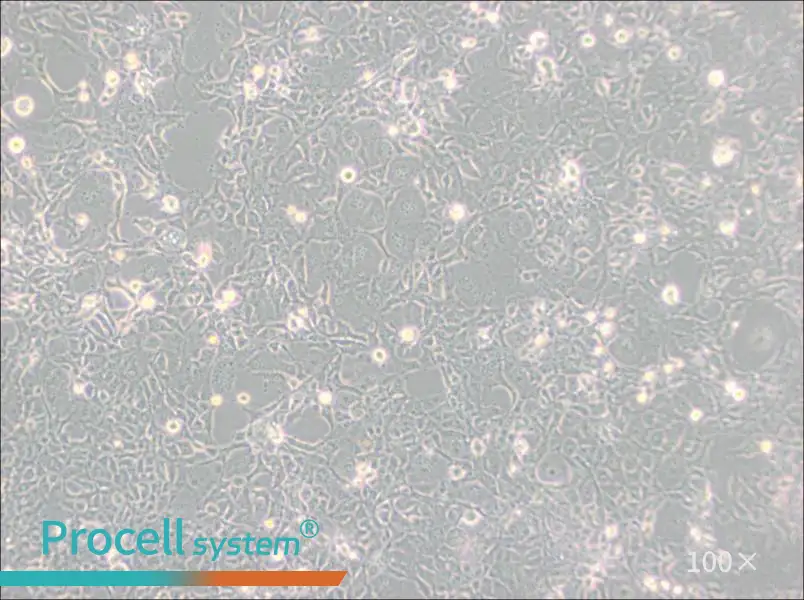 COS-1 Cell Complete Medium - 2