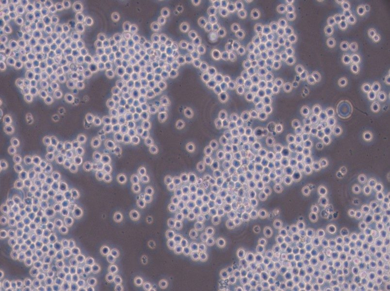 Sp2/0-Ag14[SP2/0] Cell Complete MediumSp2/0-Ag14[SP2/0] Cell Complete Medium - 2