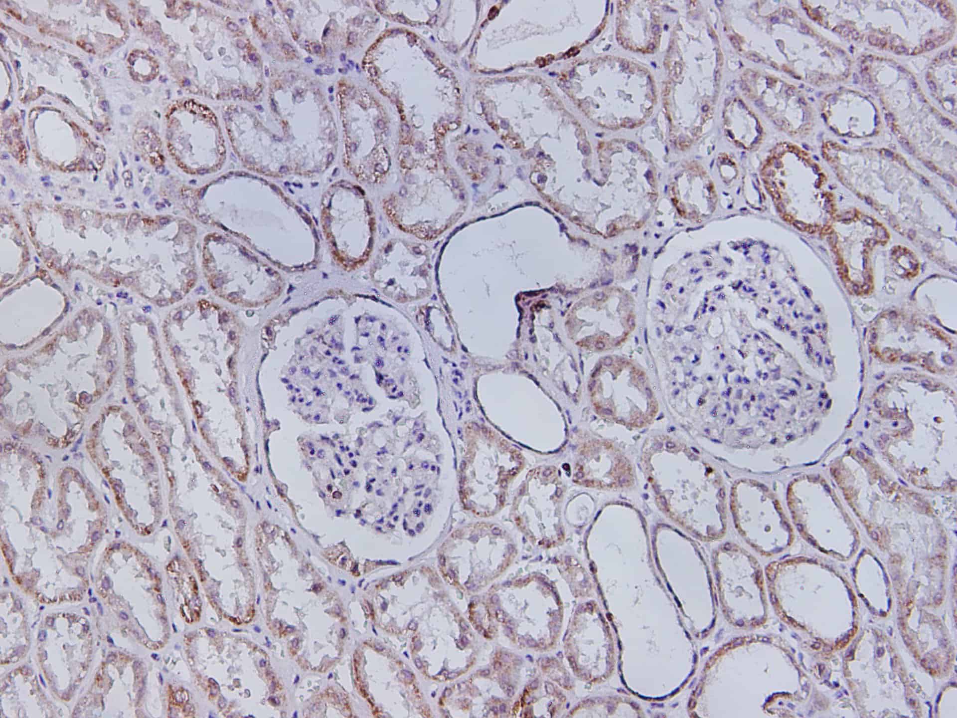 PE/Cyanine5 Mouse IgM, κ Isotype Control[MM-30]-产品推荐-1