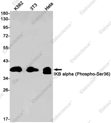 Recombinant Phospho-IKB alpha (Ser36) Monoclonal Antibody - 1