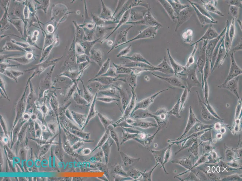 SK-MEL-28 Cell Complete Medium - 4
