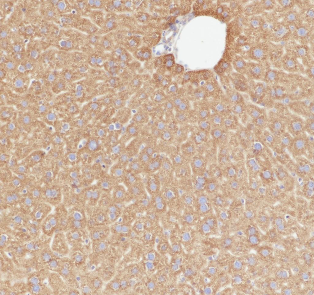 Recombinant eIF4A2 Monoclonal Antibody - small - 5