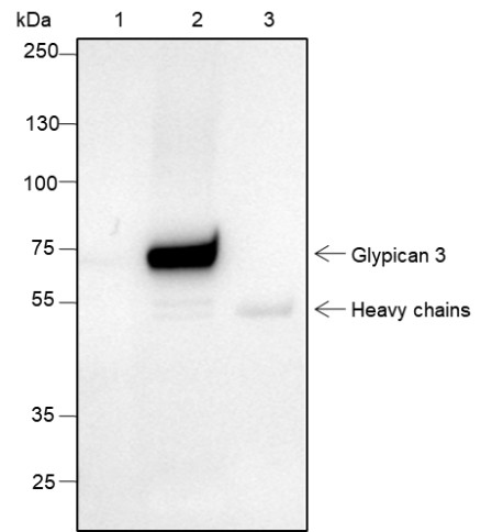 Recombinant Glypican 3 Monoclonal Antibody - small - 4