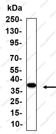 Recombinant JAB1 Monoclonal Antibody - 1
