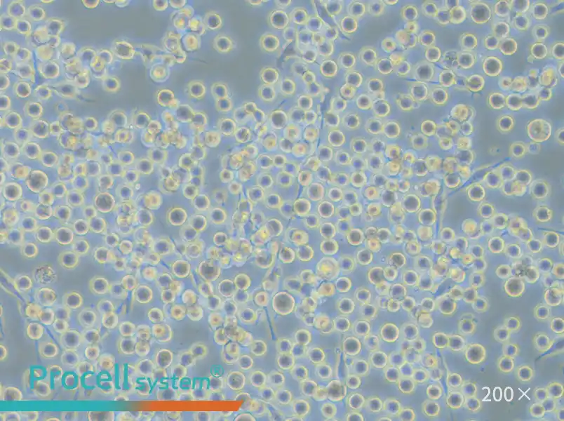 SK-MEL-1 Cell Complete Medium - 6