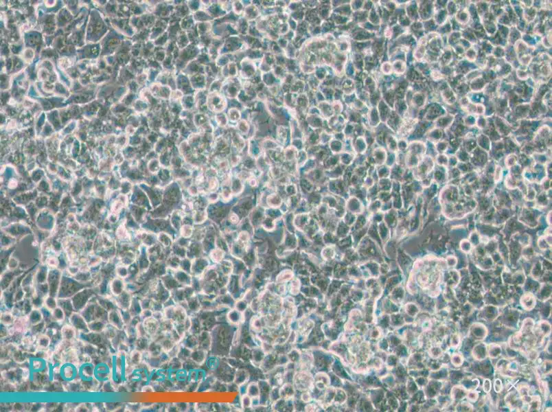 KPL-4 Cell Complete Medium - 5