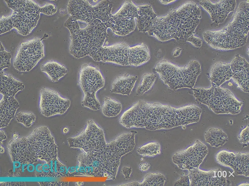 RT4 Cell Complete Medium - 1