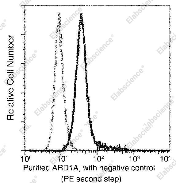 ARD1 Monoclonal Antibody - 2