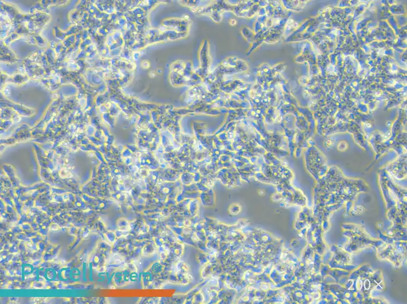 LoVo Cell Complete Medium - small - 5