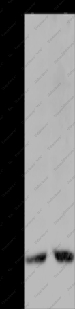 HMGB2 Polyclonal Antibody - 1