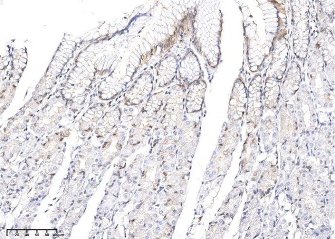 KLK15 Monoclonal Antibody - small - 2