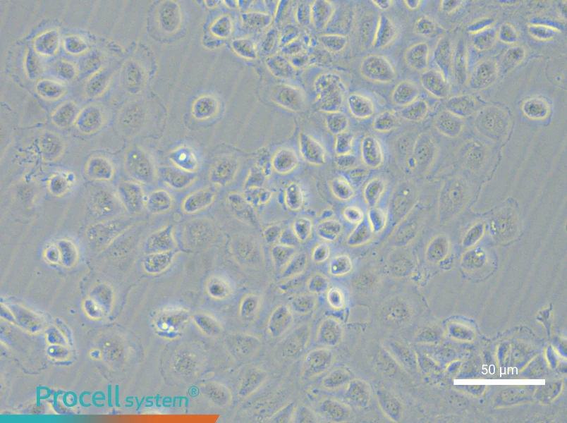 C166 Cell Complete Medium - 5