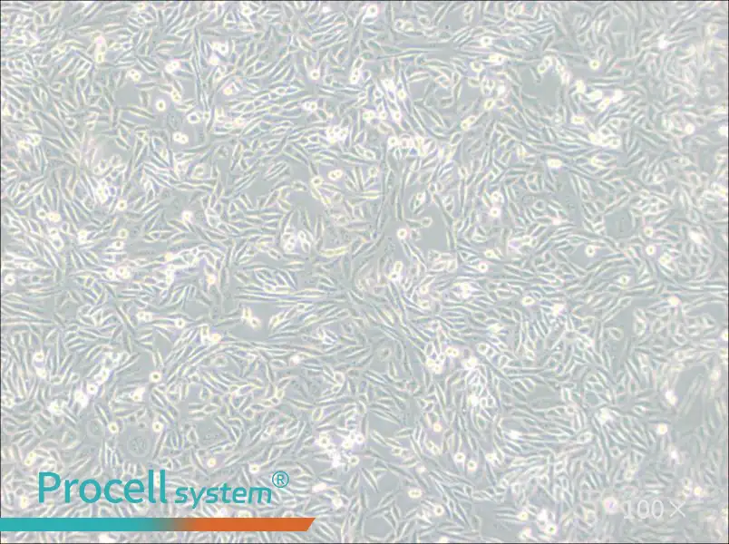CHO-K1 Cell Complete Medium - 2