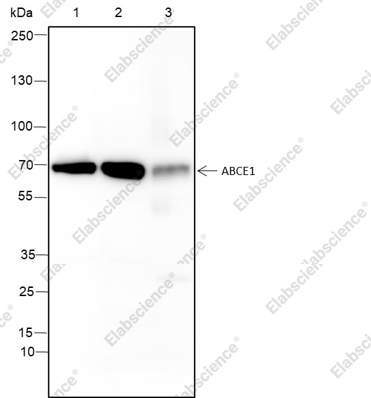Recombinant ABCE1 Monoclonal Antibody - 1