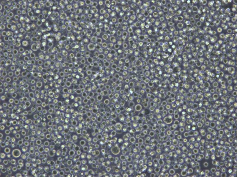 Pfeiffer Cell Complete Medium - small - 6