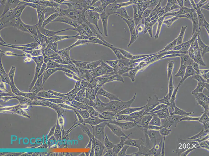 NIH/3T3 Cell Complete Medium - small - 5