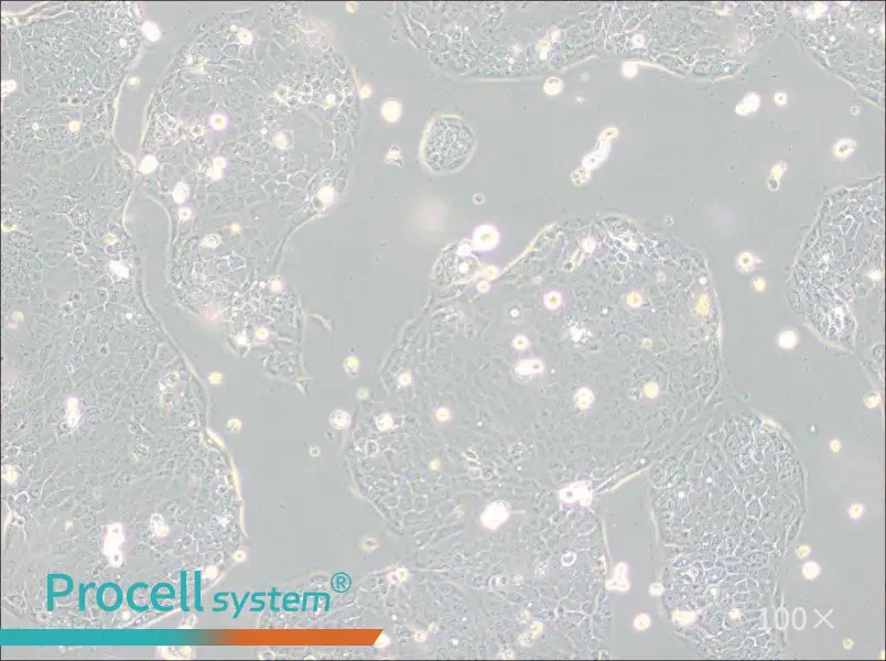 Capan-2 Cell Complete Medium - 3