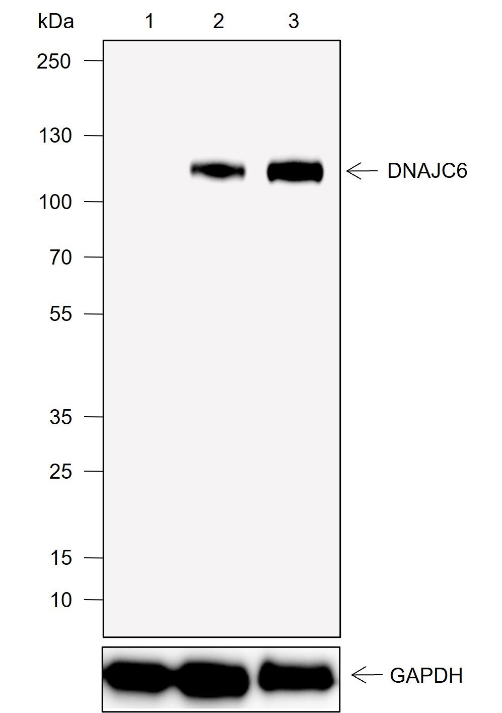 Recombinant DNAJC6 Monoclonal Antibody - 2