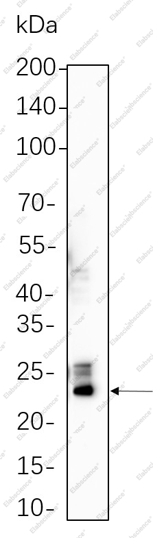 Recombinant GPX4 Monoclonal Antibody - 1