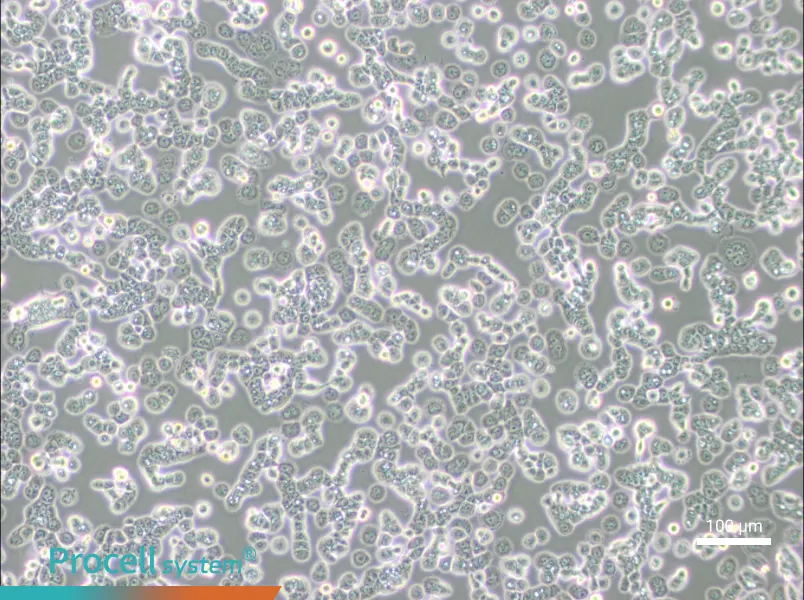 NCI-H2087 [H2087]NCI-H2087 [H2087] - 3