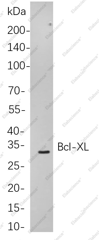 Recombinant Bcl-XL Monoclonal Antibody - 1