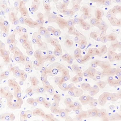 Recombinant Vitronectin/S-Protein Monoclonal Antibody - small - 2