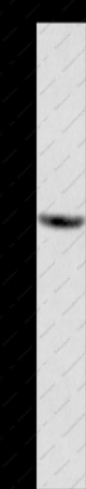GPR171 Polyclonal Antibody - 1