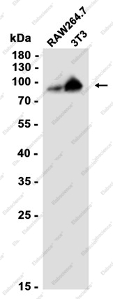 Recombinant HIF1 beta Monoclonal Antibody - 2