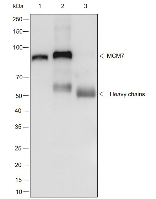 Recombinant MCM7 Monoclonal Antibody - small - 4