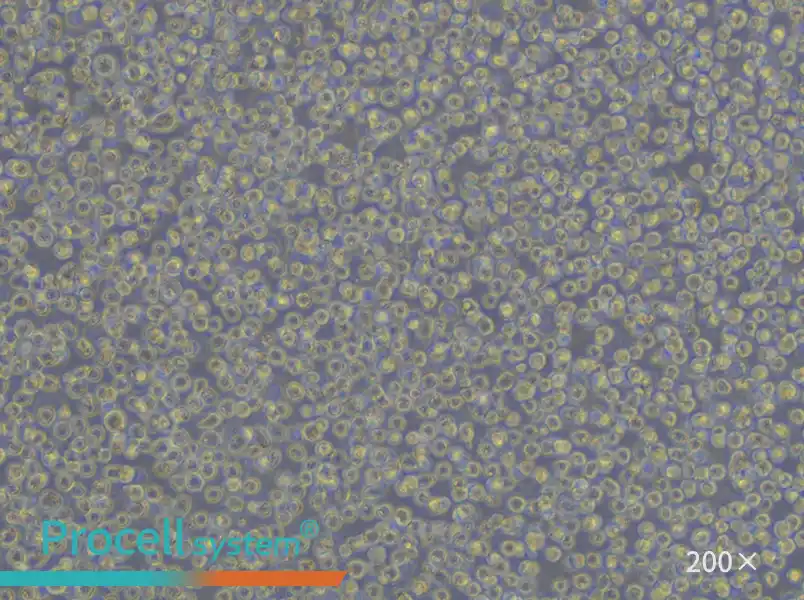 CA46 Cell Complete Medium - 5