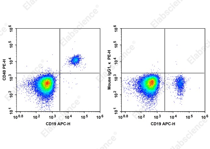 PE Anti-Human CD40 Antibody[5C3] - 1