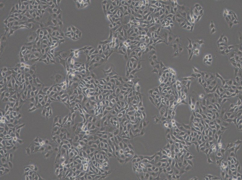 HCC1806 Cell Complete MediumHCC1806 Cell Complete Medium - 2