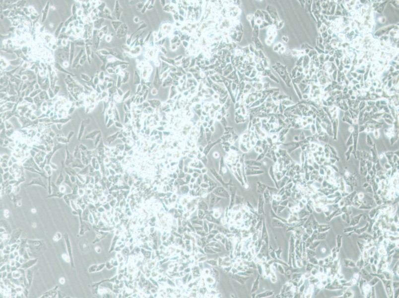 MES-SA Cell Complete MediumMES-SA Cell Complete Medium - 3