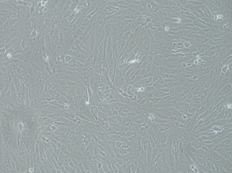 KGN Cell Complete Medium-searchlist-1