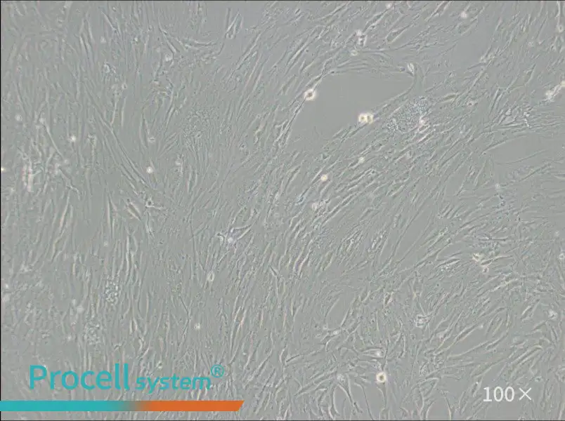 CCD-1095Sk Cell Complete Medium - 1