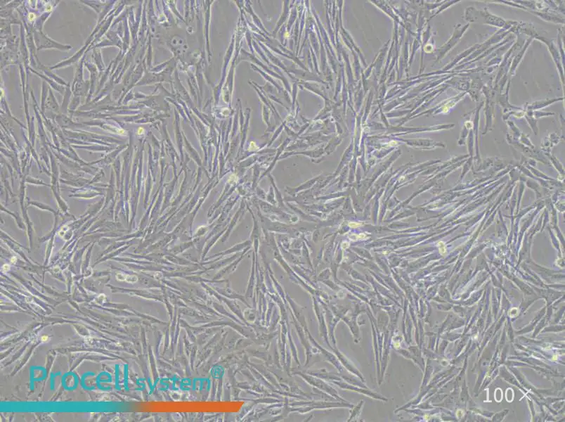 GCT Cell Complete MediumGCT Cell Complete Medium - 2
