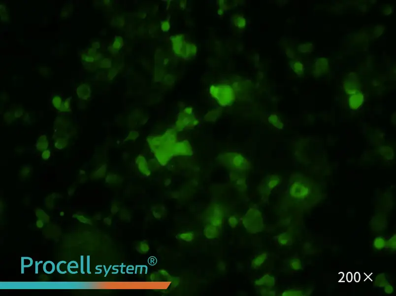 HePa1-6-GFP Cell Complete Medium - 3