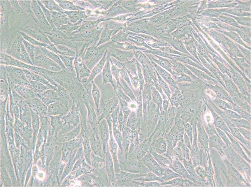 HS 683 Cell Complete Medium - small - 6