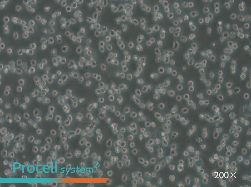 Mino Cell Complete Medium - small - 6